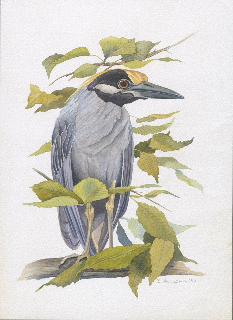 Yellow-Crowned Night Heron in Beech