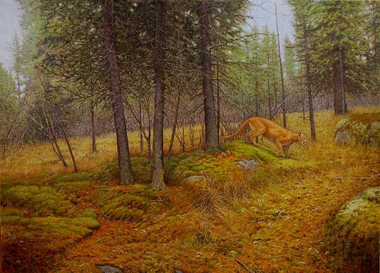 Bennett - Cougar on the Move, RMNP