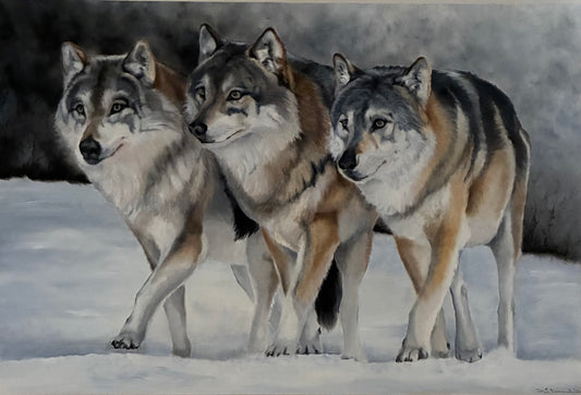 Darrah - Wolf Pack - Carefree, Curious, Cautious