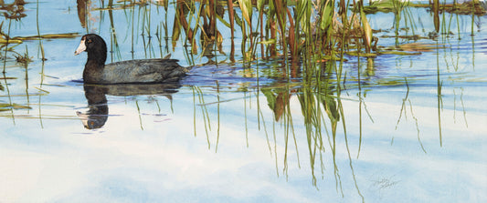 Trailing Water-Shelly Johnson