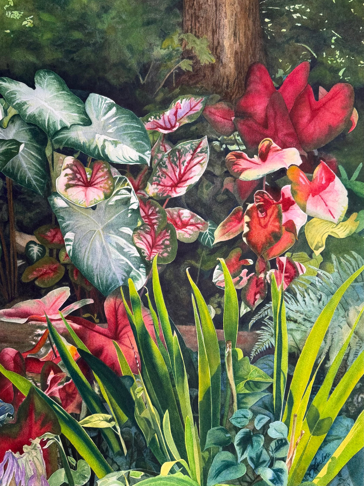 Caladiums in Shade-Randall Leclere