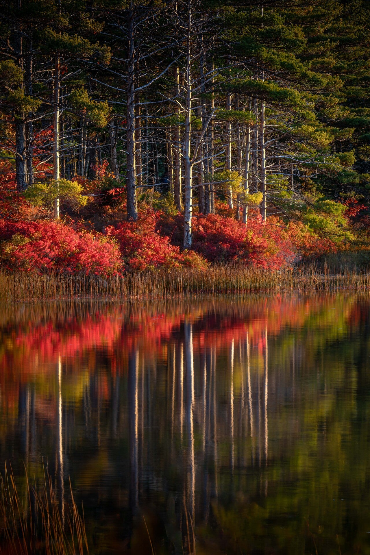 McLain - Fall Reflections