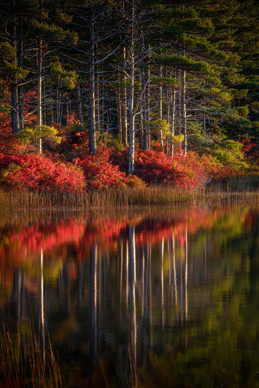 McLain - Fall Reflections