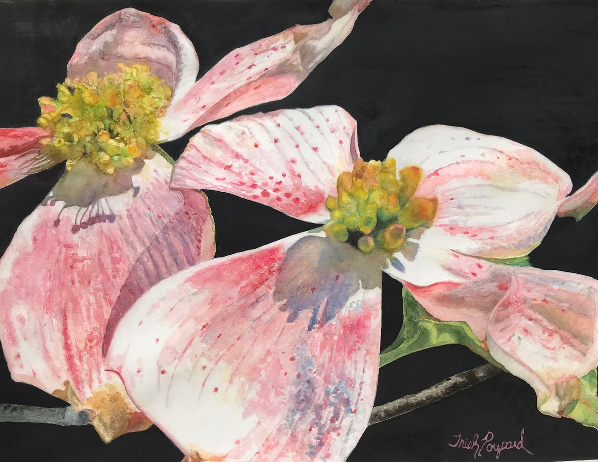 Dogwood Drama-Trish Poupard