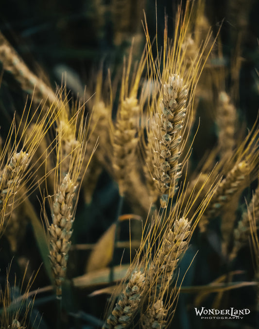 Pray-Edmondson - Abundant Harvest