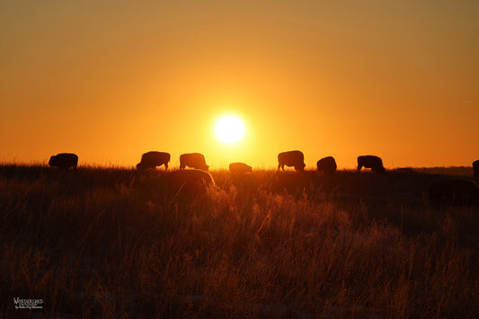 Pray-Edmondson - Bison at Sunrise